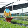 Langkah Nyata Astra Agro Bangun Industri Sawit Tangguh dan Berdaya Saing Global
