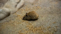 Bahaya Bau Bangkai Tikus bagi Kesehatan Penghuni Rumah