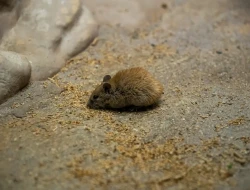 Bahaya Bau Bangkai Tikus bagi Kesehatan Penghuni Rumah