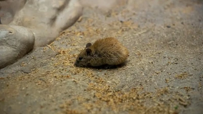 Bahaya Bau Bangkai Tikus bagi Kesehatan Penghuni Rumah