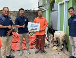 Sambut Idul Adha, PT MMI Bagikan Sapi Dan Kambing Untuk Masyarakat Sekitar Pelindo