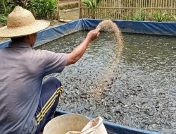 Pakan Tenggelam untuk Ikan Dasar: Strategi Memberi Makan Lele dan Patin